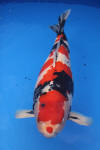 Danny's koi caf� Hunting 2009 : SFF Grand Champion Rinyukai koishow Tokyo 2009  48 