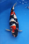 Danny's koi caf� Hunting 2009 : SFF Grand Champion Rinyukai koishow Tokyo 2009  57 