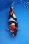 Danny's koi caf� Hunting 2009 : SFF Grand Champion Rinyukai koishow Tokyo 2009  56 