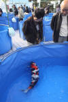 Danny's koi caf� Hunting 2009 : SFF Grand Champion Rinyukai koishow Tokyo 2009  63 