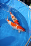 Danny's koi caf� Hunting 2009 : SFF Grand Champion Rinyukai koishow Tokyo 2009  68 