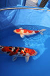 Danny's koi caf� Hunting 2009 : SFF Grand Champion Rinyukai koishow Tokyo 2009  70 