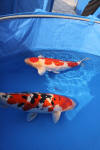 Danny's koi caf� Hunting 2009 : SFF Grand Champion Rinyukai koishow Tokyo 2009  71 