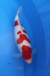 Danny's koi caf� Hunting 2009 : SFF Grand Champion Rinyukai koishow Tokyo 2009  73 