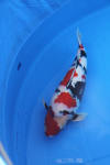 Danny's koi caf� Hunting 2009 : SFF Grand Champion Rinyukai koishow Tokyo 2009  81 