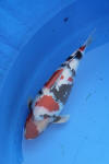 Danny's koi caf� Hunting 2009 : SFF Grand Champion Rinyukai koishow Tokyo 2009  82 