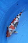 Danny's koi caf� Hunting 2009 : SFF Grand Champion Rinyukai koishow Tokyo 2009  83 