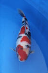 Danny's koi caf� Hunting 2009 : SFF Grand Champion Rinyukai koishow Tokyo 2009  84 