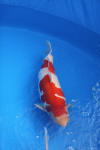 Danny's koi caf� Hunting 2009 : SFF Grand Champion Rinyukai koishow Tokyo 2009  94 