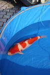 Danny's koi caf� Hunting 2009 : SFF Grand Champion Rinyukai koishow Tokyo 2009  95 