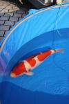 Danny's koi caf� Hunting 2009 : SFF Grand Champion Rinyukai koishow Tokyo 2009  97 