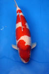 Danny's koi caf� Hunting 2009 : SFF Grand Champion Rinyukai koishow Tokyo 2009  96 