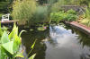 Les bassin de jardin de Bouda le bassin de jardin principal suite  9 