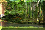 Le bassin de jardin de F�lix  5 