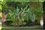 Le bassin de jardin de F�lix  8 