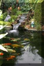 Le bassin de jardin de F�lix  13 