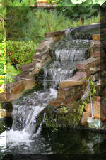 Le bassin de jardin de F�lix  12 