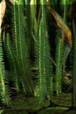 Le bassin de jardin de F�lix  32 