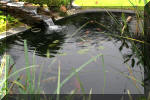 Le bassin de jardin de F�lix  25 