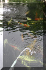 Le bassin de jardin de F�lix  34 