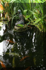 Le bassin de jardin de F�lix  47 