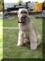 Pr�sentation de Bonsa� 5  14 