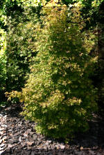 Maillot bonsai et les �rable du japon  22 