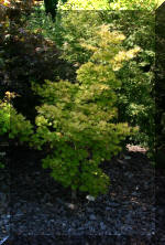 Maillot bonsai et les �rable du japon  18 