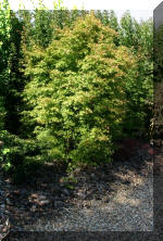 Maillot bonsai et les �rable du japon  25 