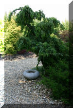 Maillot bonsai et les �rable du japon  11 