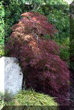 Maillot bonsai et les �rable du japon  6 