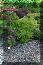 Maillot bonsai et les �rable du japon  7 