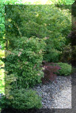 Maillot bonsai et les �rable du japon  10 