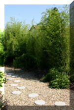 Maillot bonsai et les �rable du japon  12 