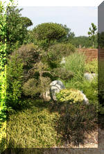 Maillot bonsai et les �rable du japon  5 