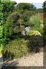 Maillot bonsai et les �rable du japon  3 