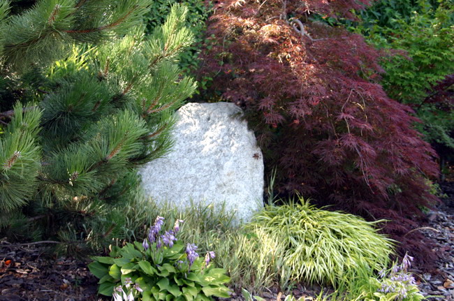 Maillot bonsai et les �rable du japon  1 