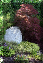 Maillot bonsai et les �rable du japon  13 