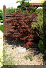 Maillot bonsai et les �rable du japon  2 