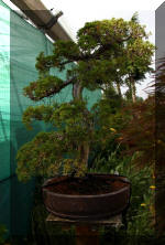 Maillot bonsail les arbres en d�mo  2 