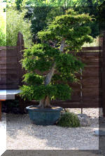 Maillot bonsail les arbres en d�mo  18 