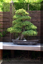 Maillot bonsail les arbres en d�mo  14 