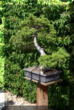 Maillot bonsail les arbres en d�mo  15 