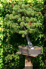 Maillot bonsail les arbres en d�mo  11 