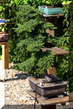 Maillot bonsail les arbres en d�mo  21 