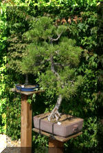 Maillot bonsail les arbres en d�mo  8 