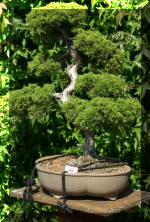 Maillot bonsail les arbres en d�mo  9 