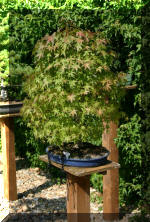 Maillot bonsail les arbres en d�mo  10 