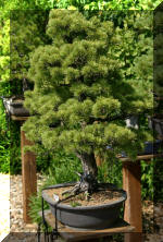 Maillot bonsail les arbres en d�mo  6 