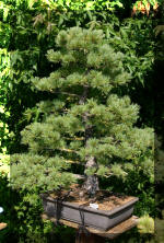 Maillot bonsail les arbres en d�mo  20 